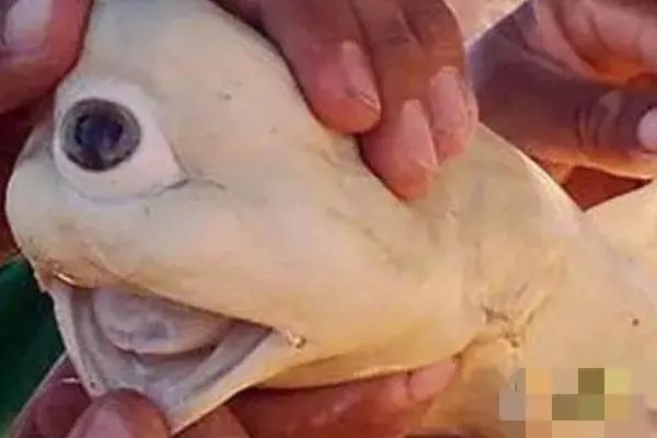 所有十大变异双头动物，独眼鲨……这些神奇的变异生物真的存在吗