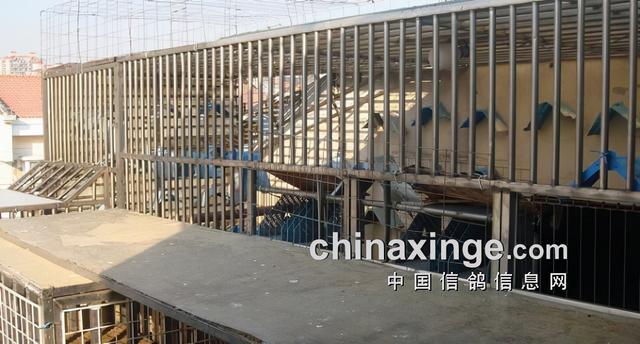 什么鸽子引天落，什么叫天落鸽子（引赛绩鸽修得正果——飞出三关鸽王冠军）