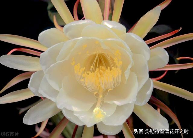 昙花的花语和象征意义，昙花的花语和象征意义是啥（昙花-寓意抓住机遇）