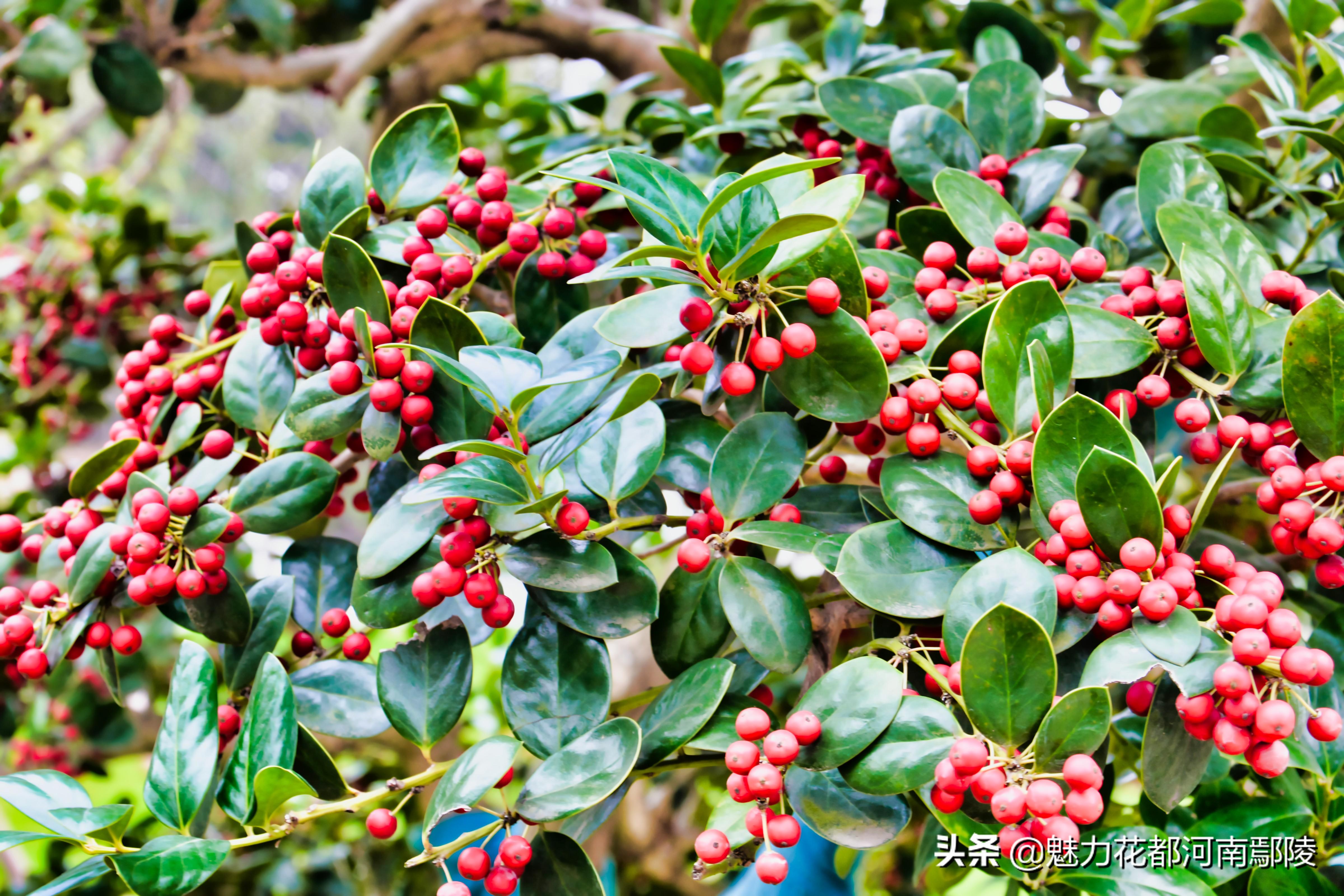 北方冬季良好的观叶观果树种枸骨植物(北方冬季良好的观叶观果树种