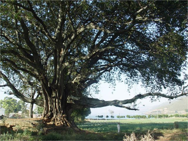 抚仙湖旅游，抚仙湖旅游攻略（胡言摄影抚仙湖16年的50幅照片）