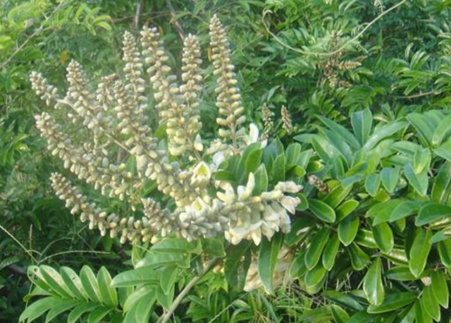 1,农村当柴烧的植物,根却能卖到60元一斤,可泡酒煲汤,你家有吗?