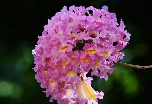 紫花风铃木可以盆栽吗，紫花风铃木北方能成活吗（分享——紫花风铃木）