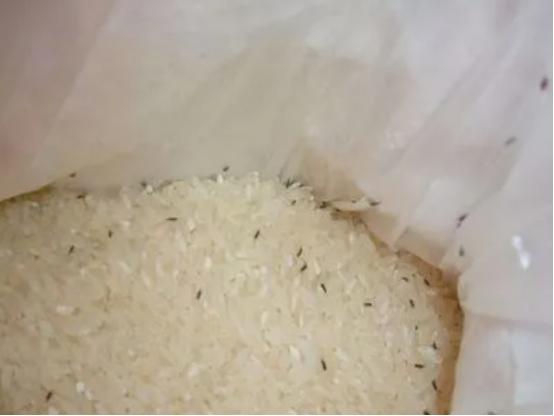 大米生虫子处理小诀窍，掌握这4个小妙招很必要