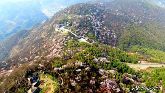 武汉市花是什么，武汉什么花是市花（三月的湖北全是花花花花花花）