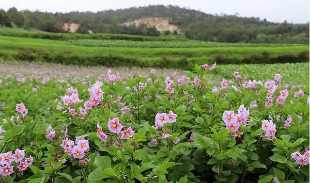 土豆皮红色的怎么回事，土豆皮有点红色（土豆发芽还能吃吗）
