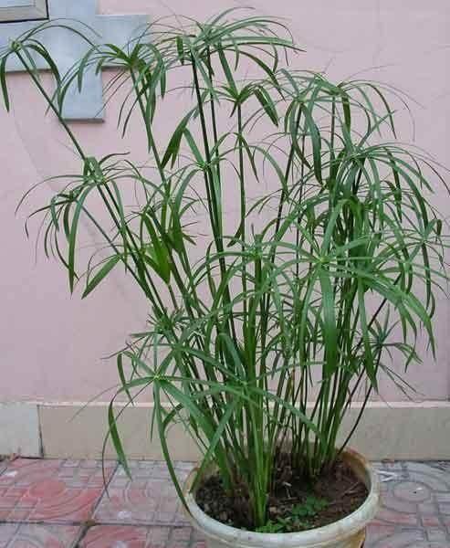 旱伞草的作用，旱伞草是水生植物吗（“旱伞草”比文竹更有“风骨”）