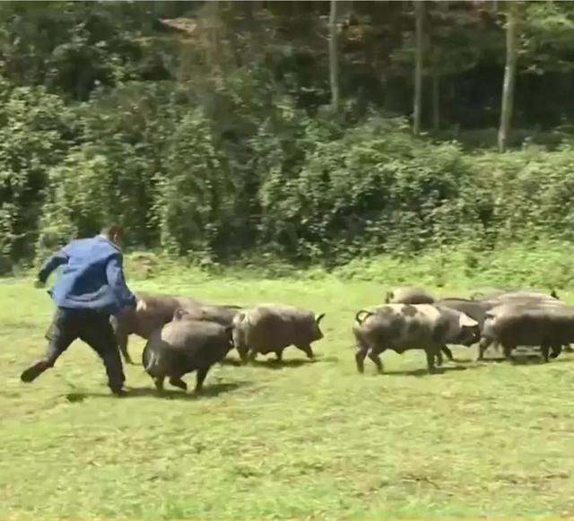 梦见好多鸡蛋捡鸡蛋是什么意思，梦见捡好多鸡蛋什么意思（湖南男子承包1200亩荒山）