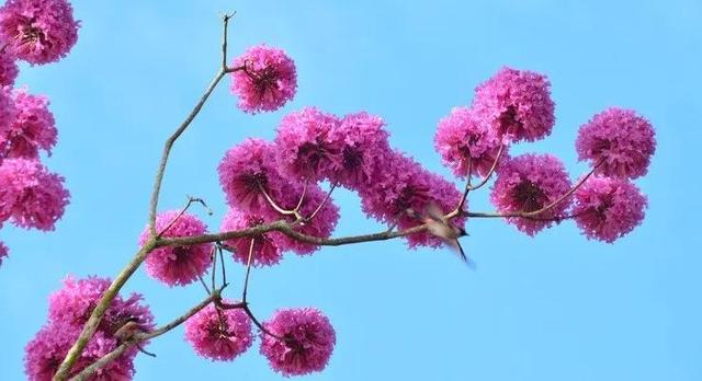 紫花风铃木可以盆栽吗，紫花风铃木北方能成活吗（分享——紫花风铃木）