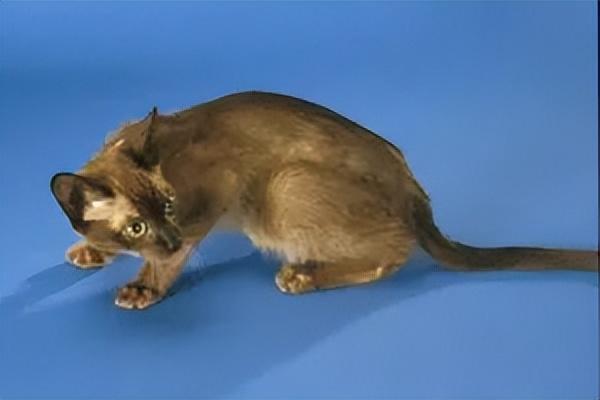 猫传腹早期症状(猫传腹有啥症状)