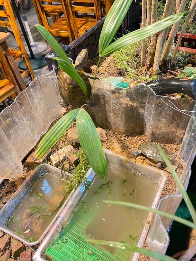 养乌龟最简单方法，看完之后，你学会了吗