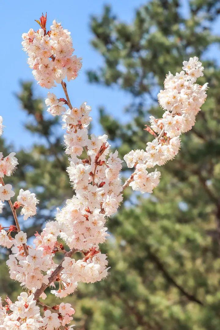 佰式蜻蜓（疫情快过去吧）