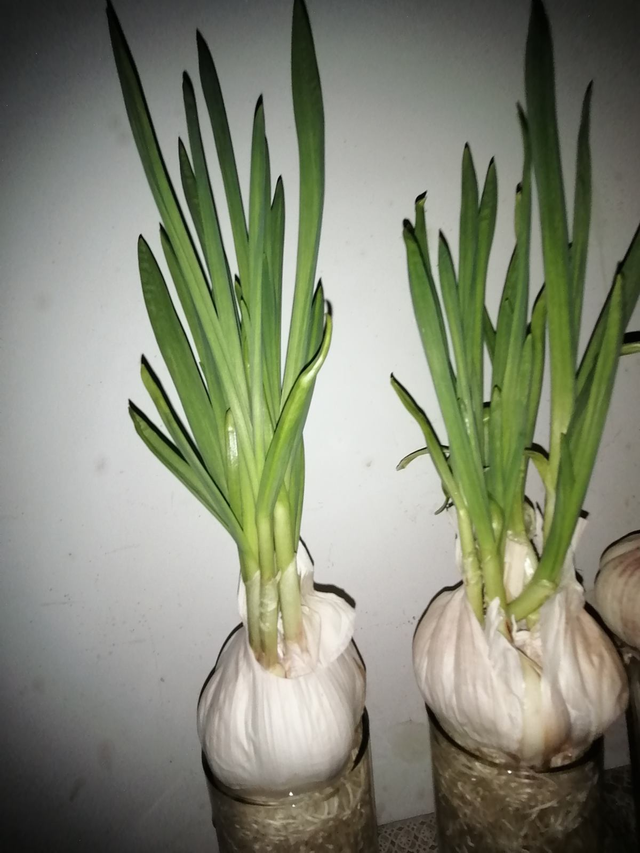 2,土里埋个蒜瓣,3天出芽,半个月长蒜苗,养花也好用