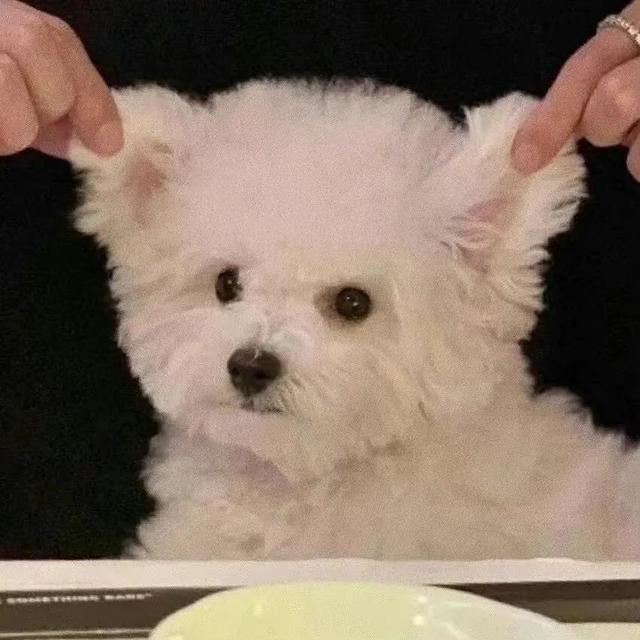 动物男头（你喜欢就好），微信头像，动物男头（你喜欢就好）（可爱头像‖很精致的小动物）