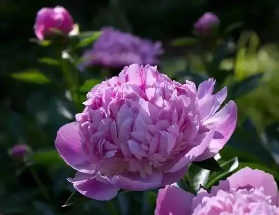 牡丹有哪些品种,牡丹有哪些品种(要名称)(精美绝伦的牡丹花十大品种