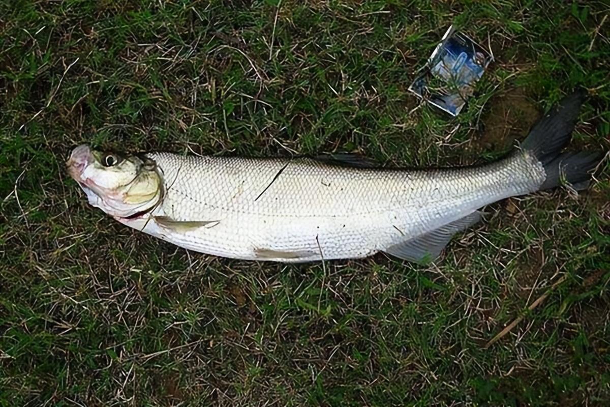 比较常见的鱼类,平原诸水系都有生长,水温0-38℃的范围内都可以生活