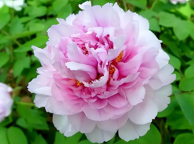 好听的树的名字，爱情树的名字大全简单而有寓意（5种“名花树”）