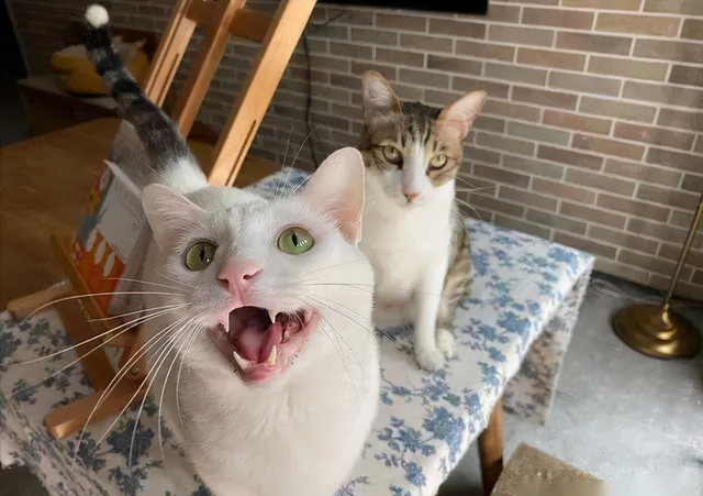 小猫为什么一直叫，小猫一直喵喵叫是为什么（这5种含义，不懂的话白养猫了）