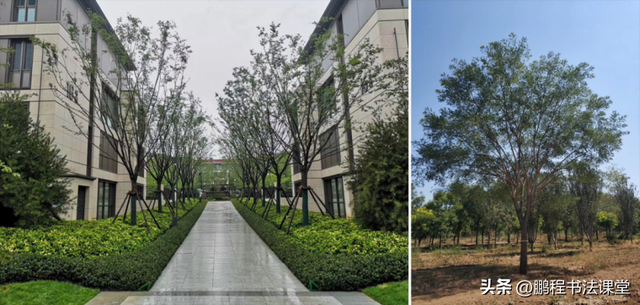 梦见植物是什么征兆，干货丨植物寓意篇