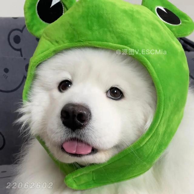 小动物头像可爱卡通，非常可爱的卡通小动物头像微信（壁纸小馆：萌宠头像）