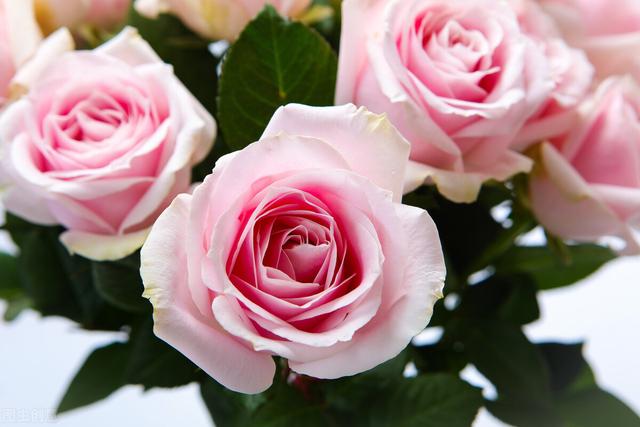 爱情交友宣言，爱情交友宣言精美语句简短（最适合发朋友圈的爱情宣言）