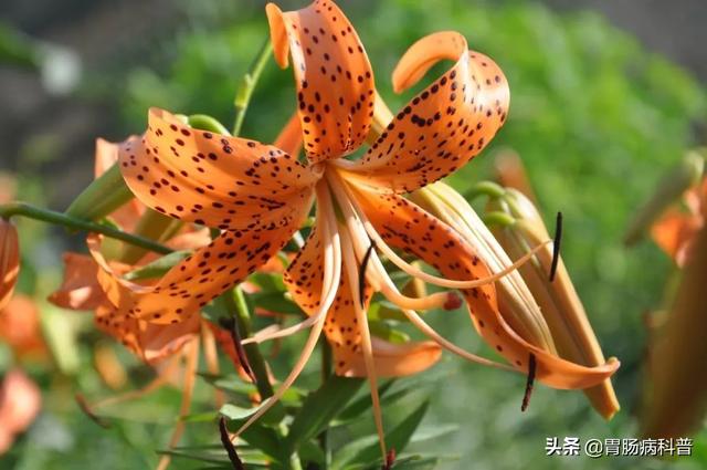 曼陀罗花的图片，曼陀罗花是什么（301味中药材的原植物彩色图谱）