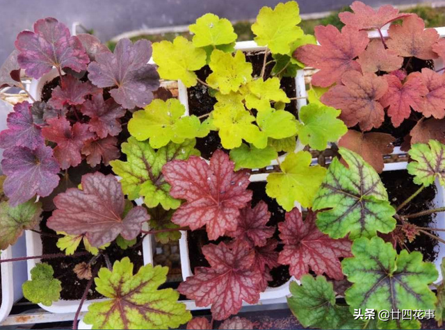 耐寒的花卉有哪些，耐寒好养的花卉有哪些（下雪天也能变美开花）