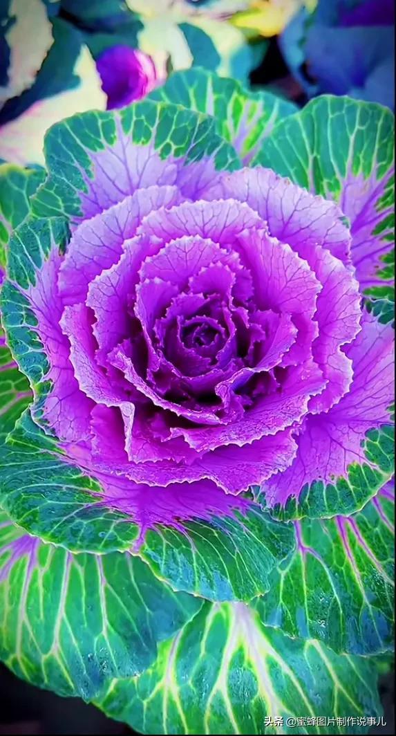 红玫瑰背景图，红玫瑰背景图ins（一朵朵玫瑰花绽放美丽的容颜）