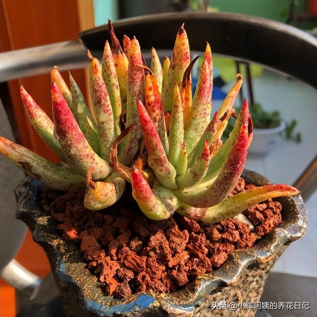 多肉植物福兔耳的养殖和繁殖方法，福兔耳多肉开花（回声、唐印、福兔耳、白帝城、阿尔比芙洛亚）