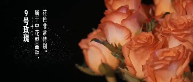 19支玫瑰是什么意思，19支玫瑰代表什么（19朵玫瑰花表示什么）