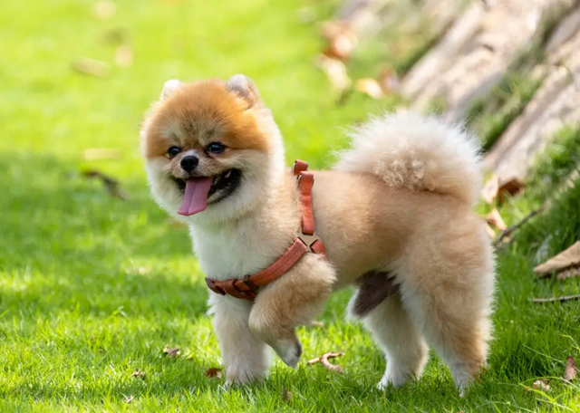 盘点6大最可爱最萌的狗狗,最萌的狗狗图片("很可爱"的5种狗)