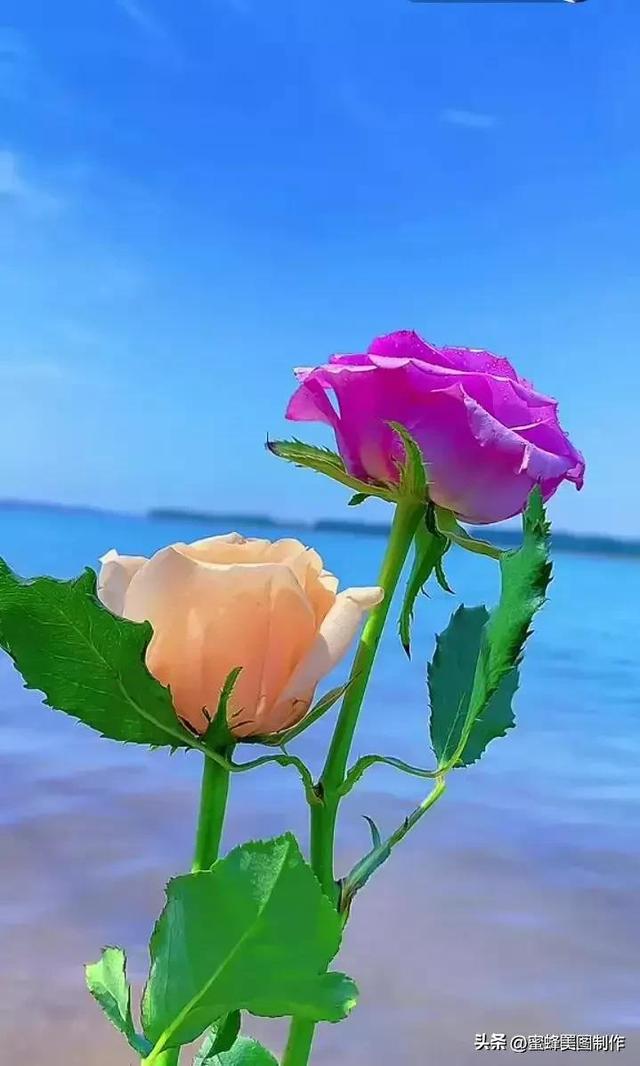 七夕节的图片，七夕浪漫情人节，玫瑰壁纸（七夕节的图片）