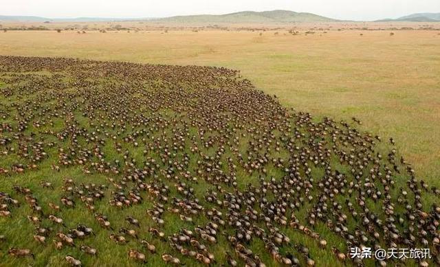 东非动物大迁徙，东非动物大迁徙的路线图（“生命的长征”东非野生动物大迁徙）
