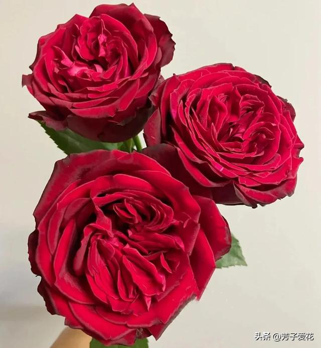 紫玫瑰代表什么，紫色玫瑰代表什么意思（各不相同的红色——十五种经典的红玫瑰）