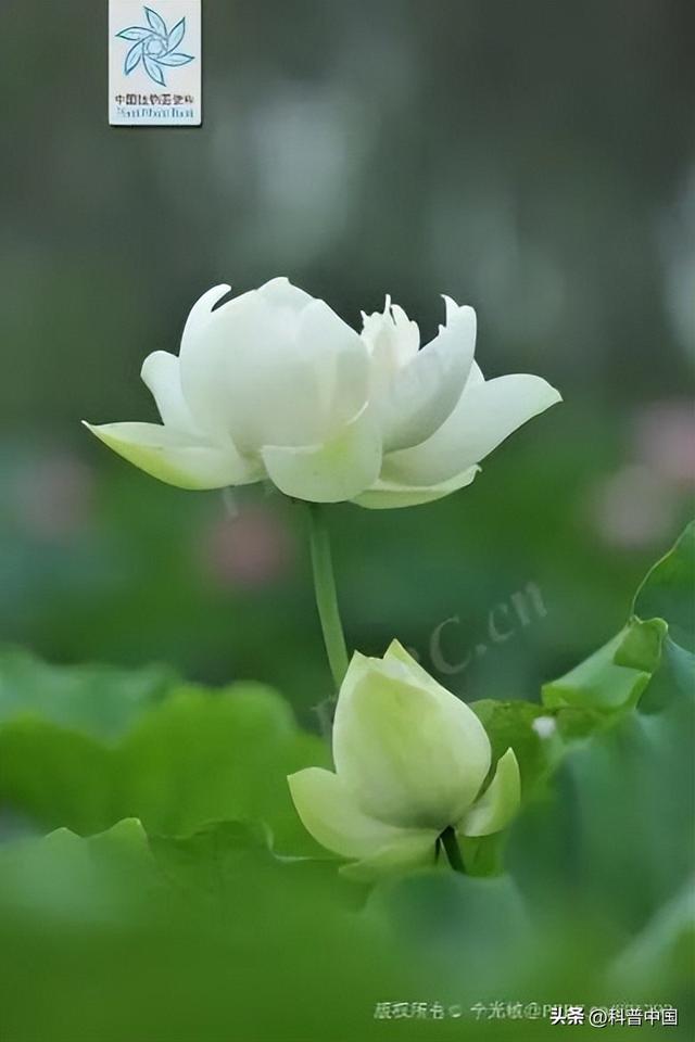 各个省份市花，这种花竟然会“变脸”