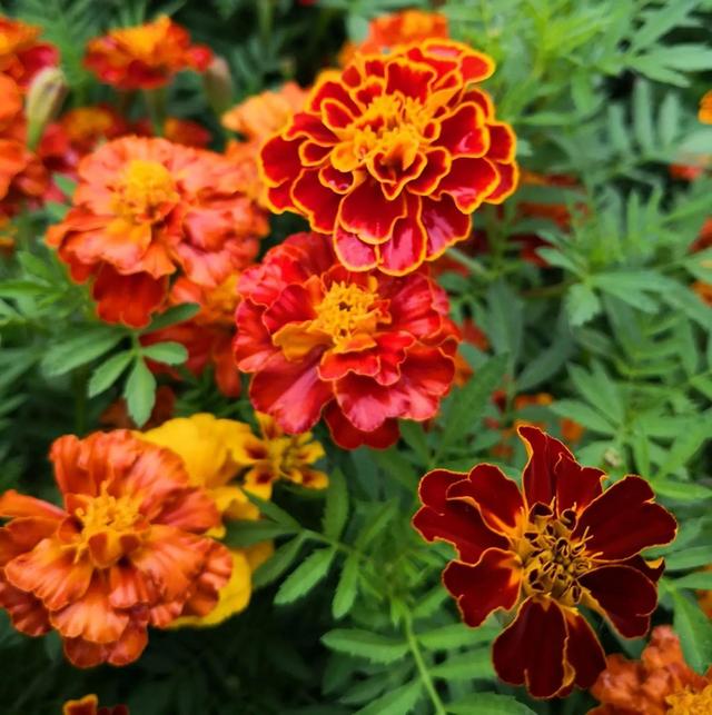 看望病人买什么鲜花，适合送病人的鲜花有哪几种（哪些花代表健康、平安、幸福）