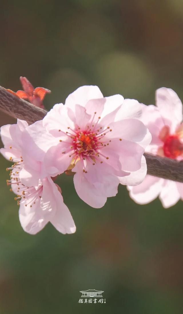 花开见佛的意思，花开见佛的意思和造句（鉴真樱花季 ， 花开见佛）