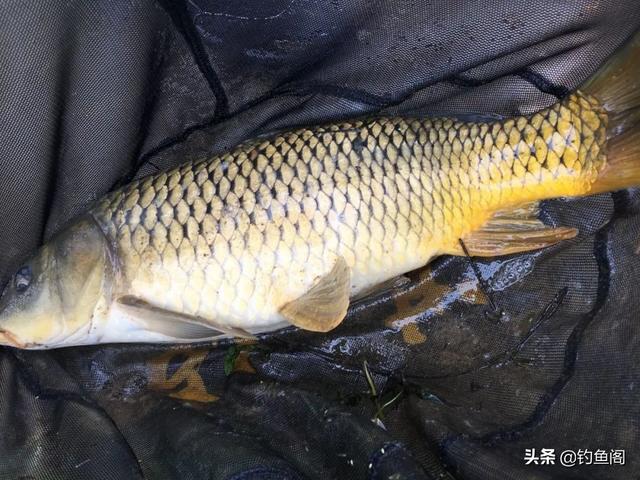 实测野钓鲤鱼配方，野钓鲤鱼经典配方