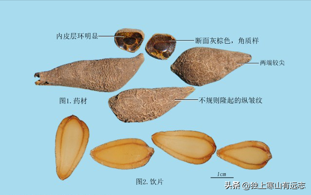 干姜和生姜的区别，生姜和干姜的区别（来自姜科家族的中药）
