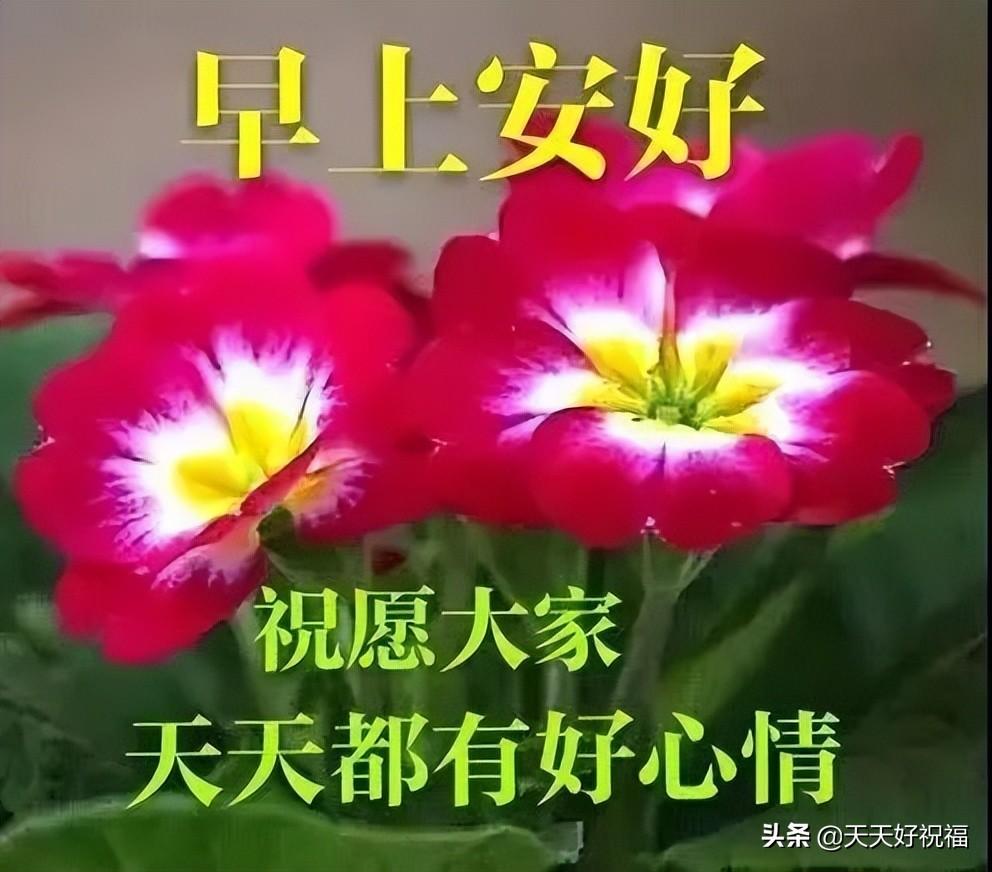 珍惜亲情的句子，珍惜亲情可贵的句子（感恩今生相遇的人。早上好）