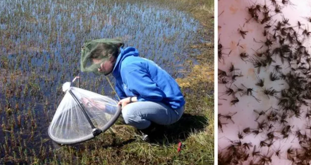 沼泽地是什么意思，沼泽地什么意思（为什么原始森林里的瘴气会让人生病）