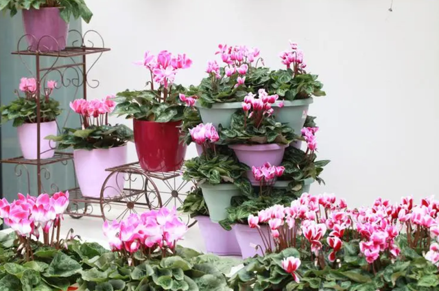 仙客来的花语是什么，仙客来花名的由来（如何养好仙客来盆栽）