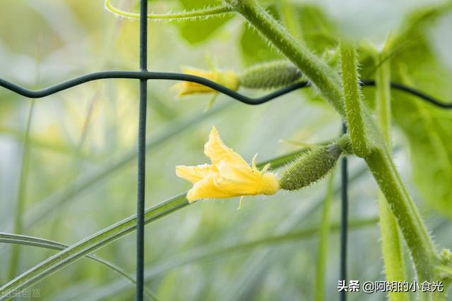 黄瓜花怎么做好吃，新鲜小黄瓜花怎么做好吃（它是黄瓜的“嫩果”）