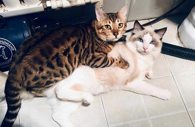 小猫为什么一直叫，小猫一直喵喵叫是为什么（这5种含义，不懂的话白养猫了）