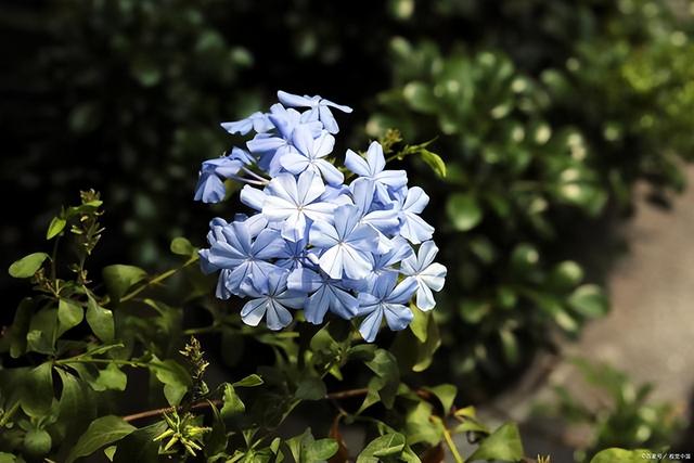 蓝雪花的养殖方法和注意事项，蓝雪花的修剪方法和注意事项（蓝雪花怎么扦插几月份扦插）