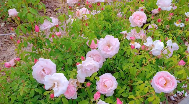 郑州周边免费景点，郑州最近免费旅游景点大全（不出郑州的8个赏花遛娃地）