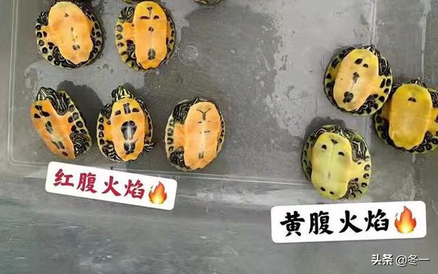 石龟的前世今生，越南石龟广西石龟区别（新手必须了解的避坑指南）