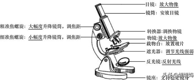 草履虫的结构，草履虫的结构层次模式图（应考技巧丨初中生物识图题常用结构示意图）