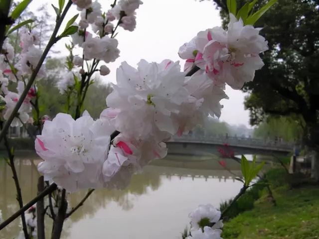 花，花好月圆人长久（72种鲜花欣赏图片）