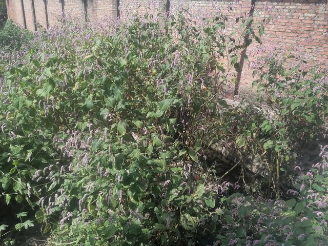 红花子的功效与作用，栀子花的功效与作用（红蓼的前世今生）